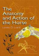 Lowes Dalbiac Luard - The anatomy and action of the horse