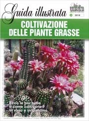 Vanda Del Valli Coltivazione delle piante grasse immagine non disponibile