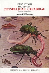 a cura di Mario Magistretti Fauna d'Italia vol. VIII - Coleoptera: cicindelidae, carabidae immagine non disponibile