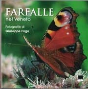 Giuseppe Frigo Farfalle nel Veneto - Butterflies in Veneto immagine non disponibile