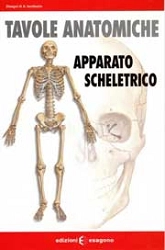 disegni di Andrea Iacobuzio Tavole anatomiche. Apparato scheletrico immagine non disponibile