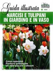 Christian Shejbal - Narcisi e tulipani in giardino e in vaso